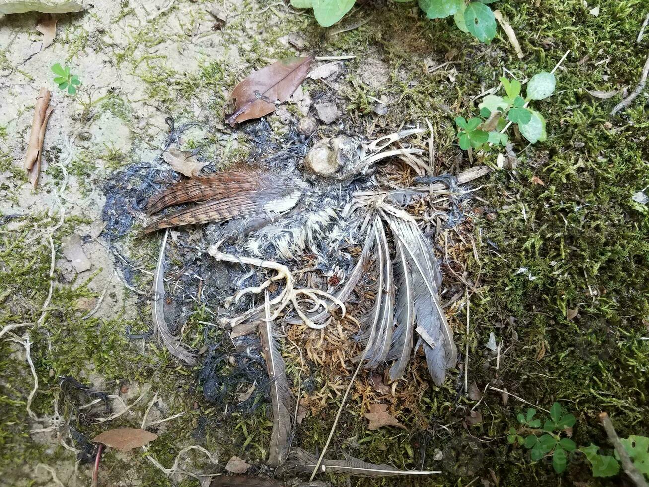 pájaro muerto con plumas y huesos en el suelo foto
