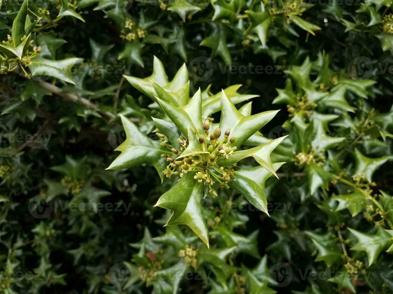 hojas de acebo verdes afiladas o puntiagudas en un arbusto con flores foto