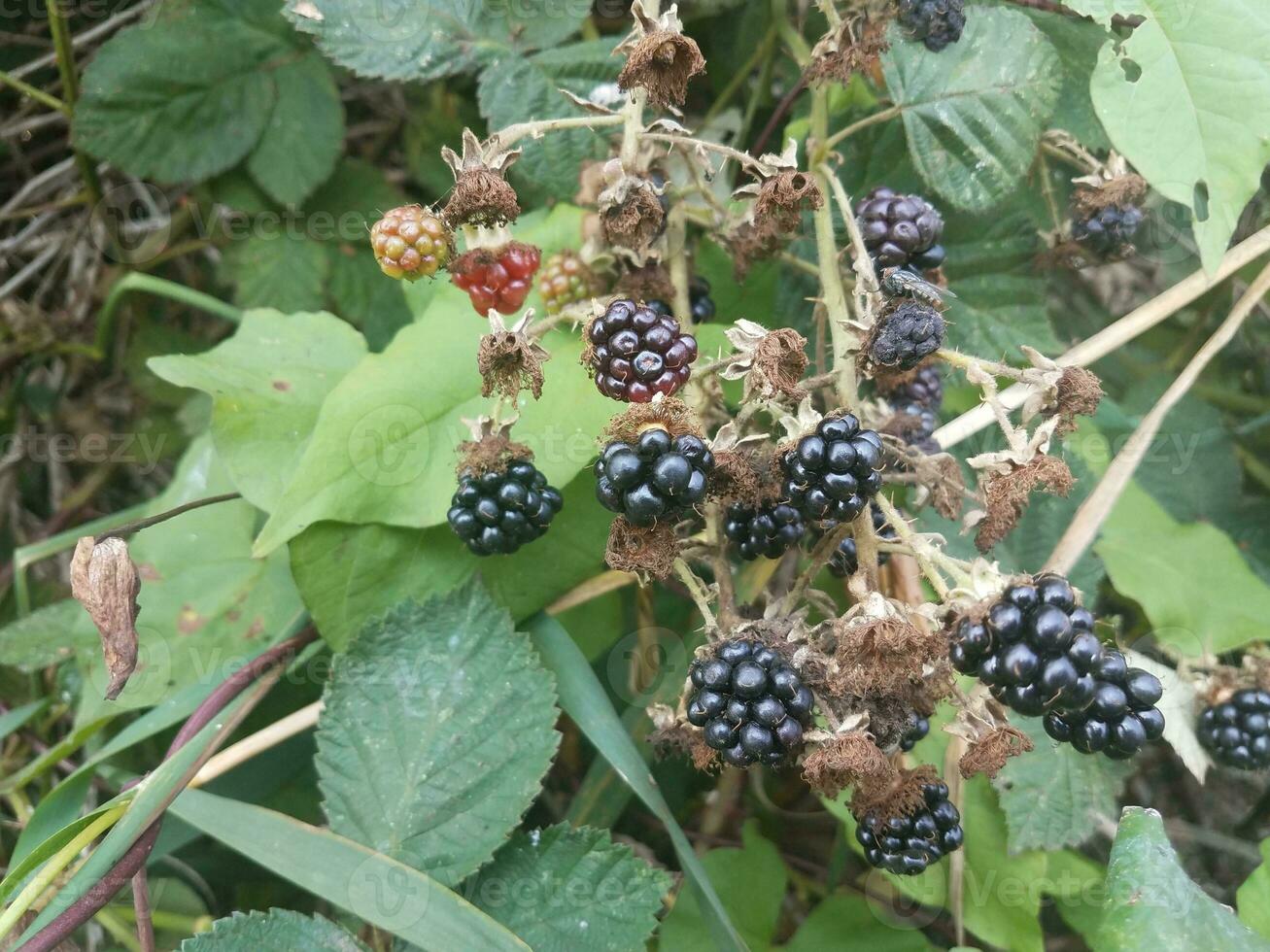 black and red blackberries on vine with green leaves photo