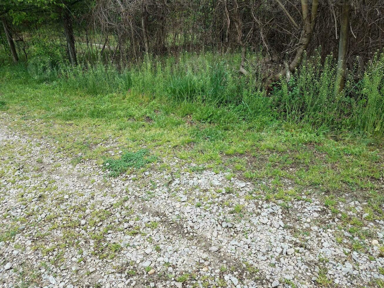 black snake on white stones or rocks and green grass photo