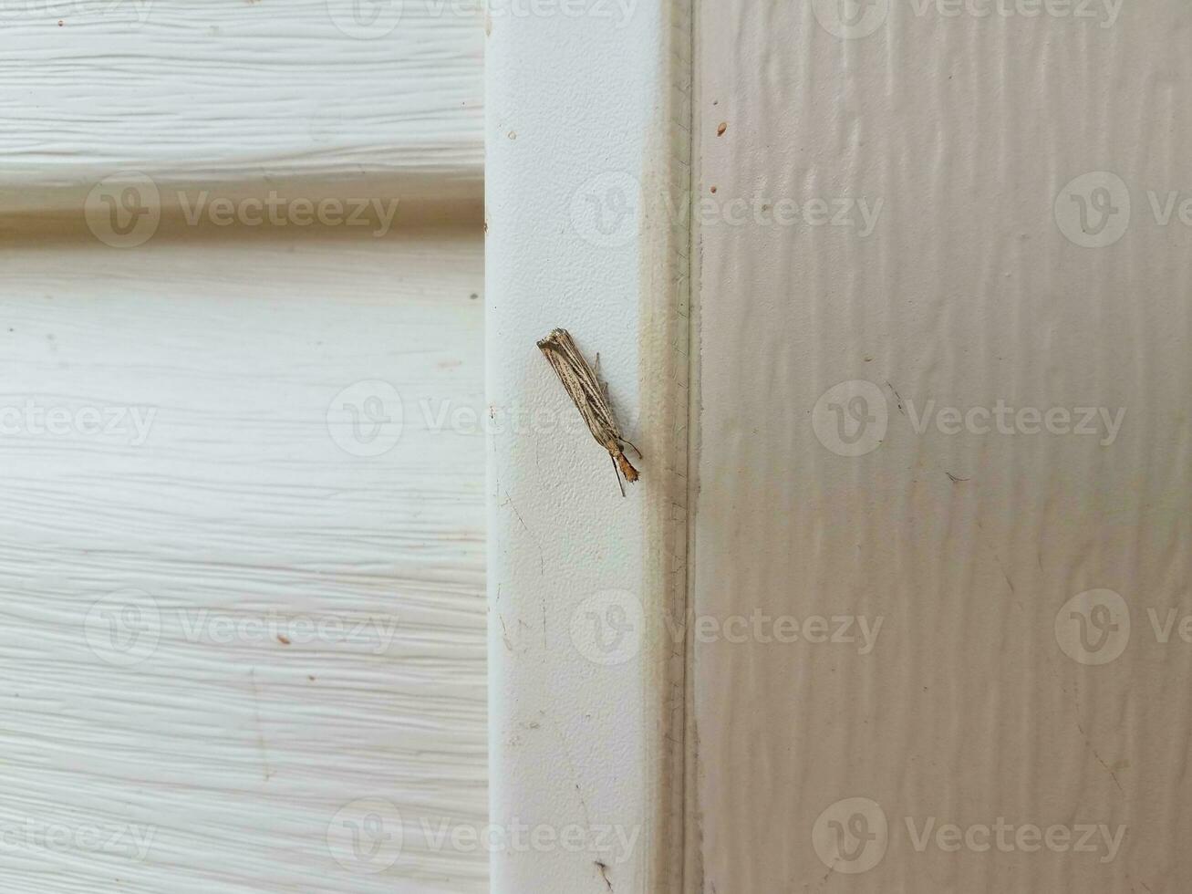 brown moth or insect on white house siding photo