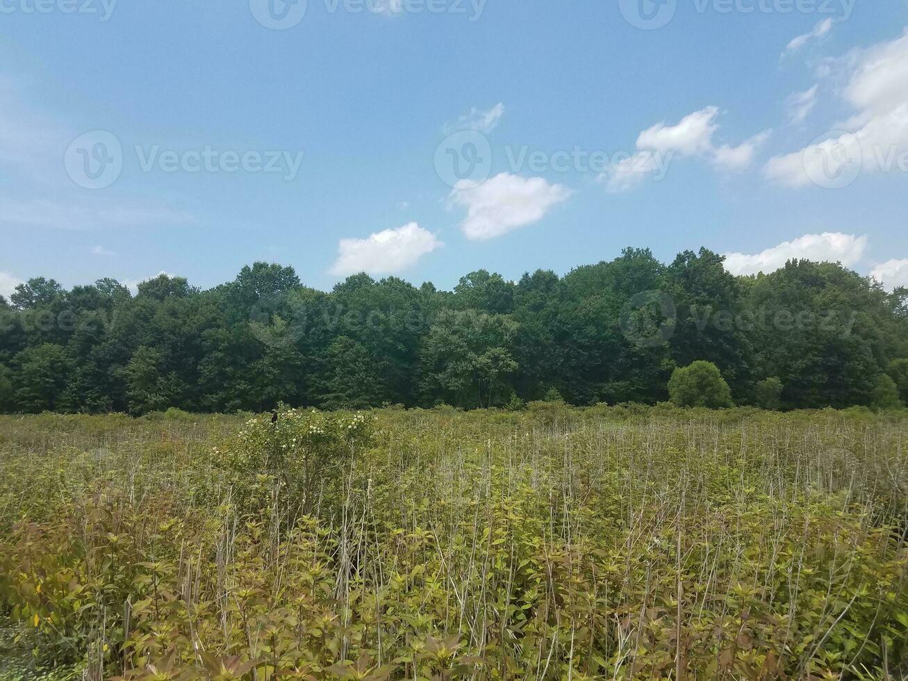 red winged blackbird on plant in wetland photo