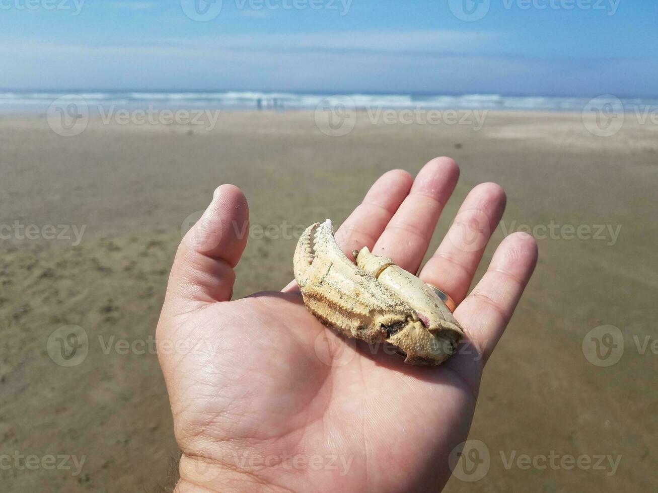 hand with gold ring holding part of crab claw on beach photo