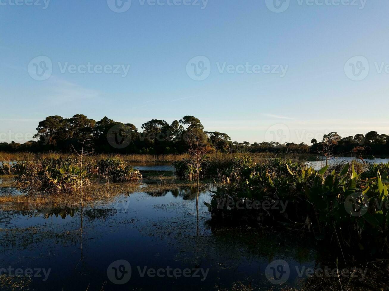 pájaro en árbol con agua de lago o estanque y pastos en florida foto