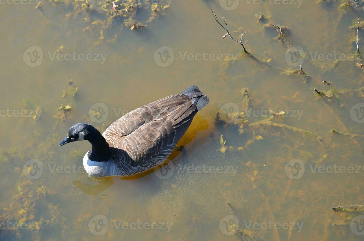 goose swimming in dark or murky water photo