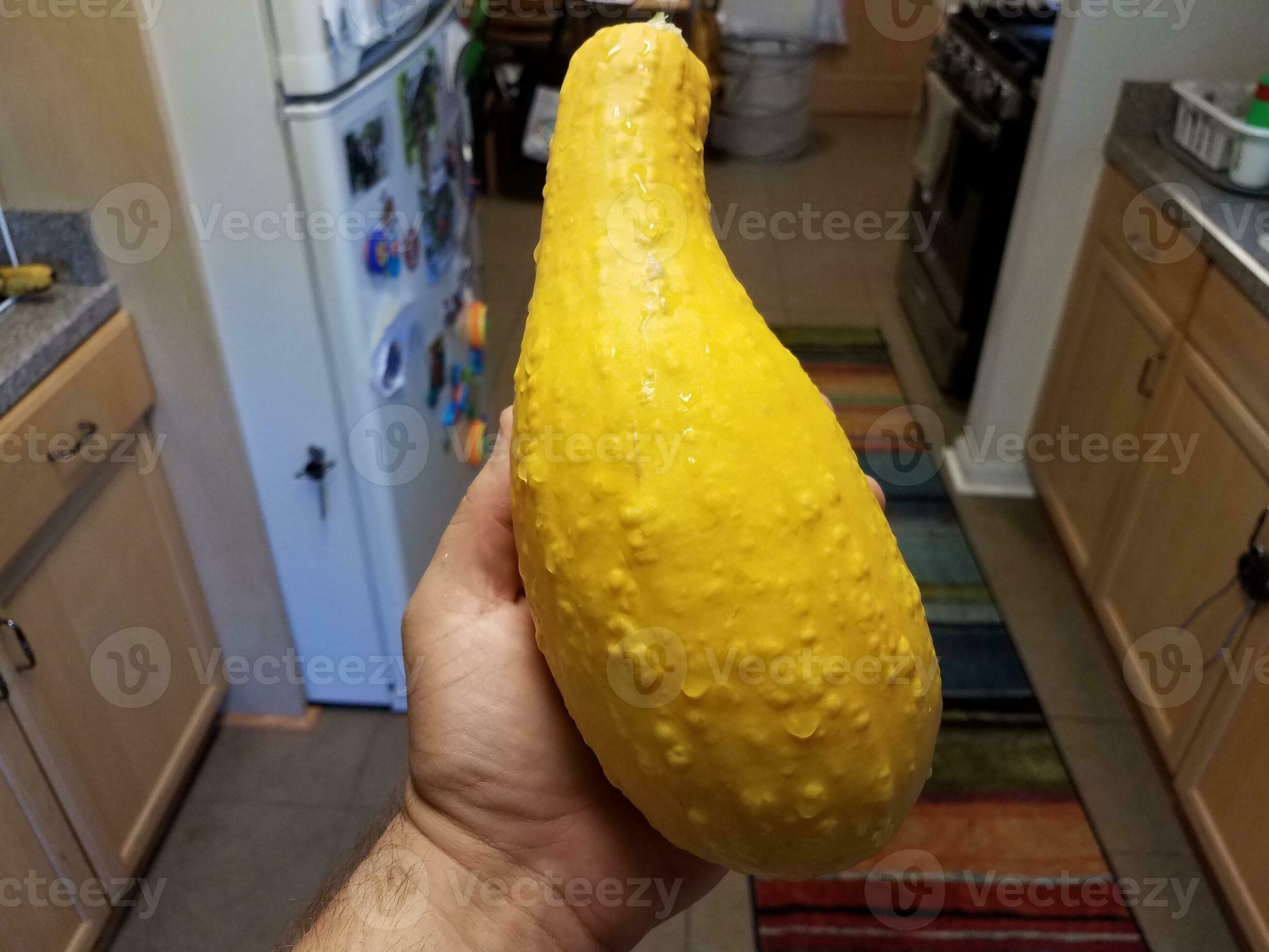 hand holding large yellow squash with bumps in kitchen 8201617 Stock