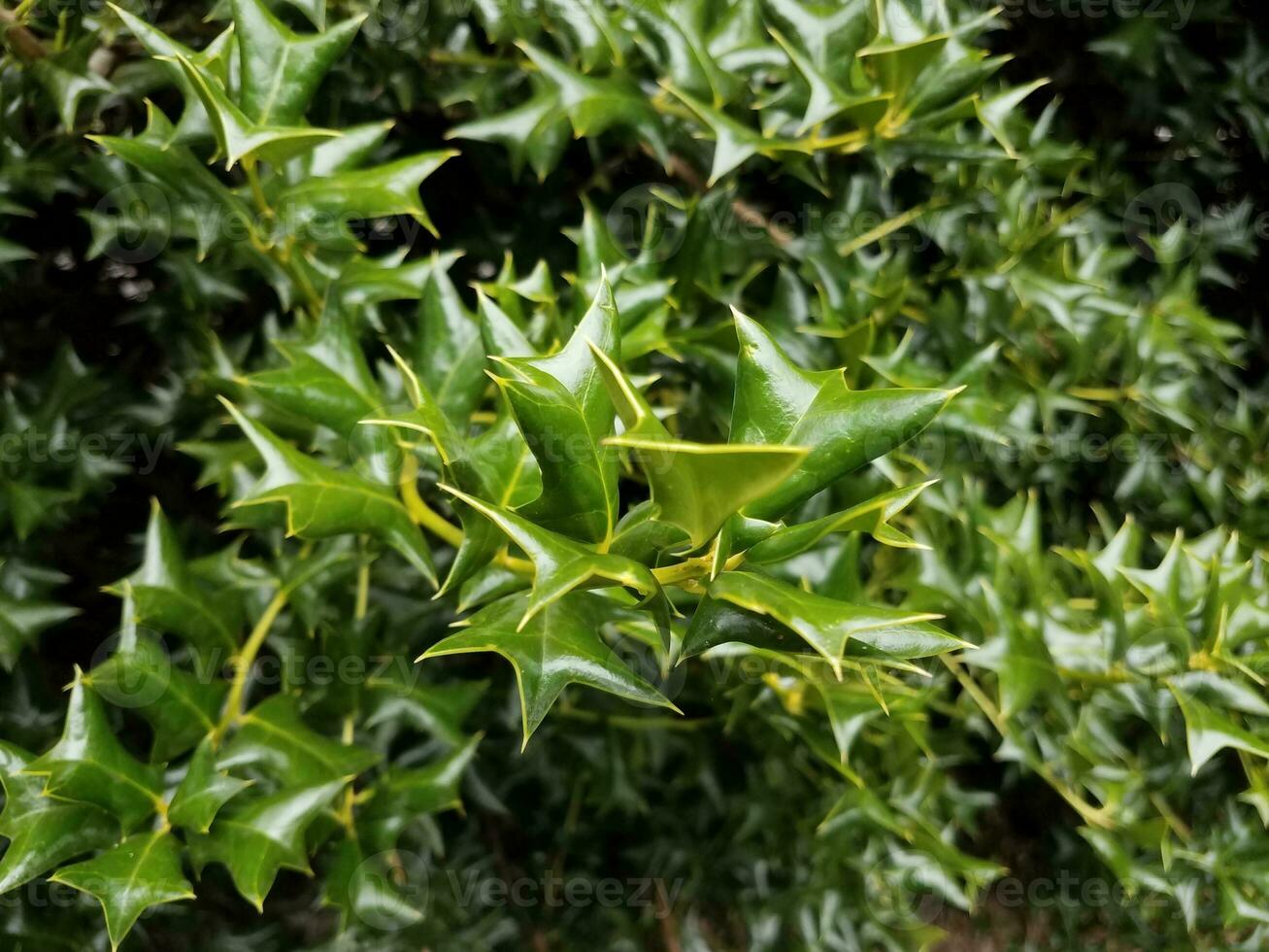 arbusto o planta de acebo puntiagudo verde foto