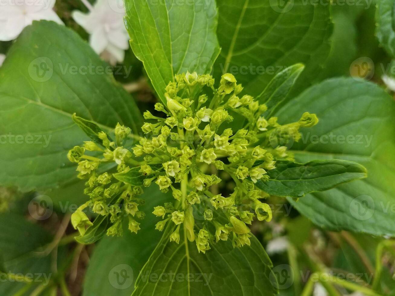 green hydrangea flower plant blooming or blossoming photo