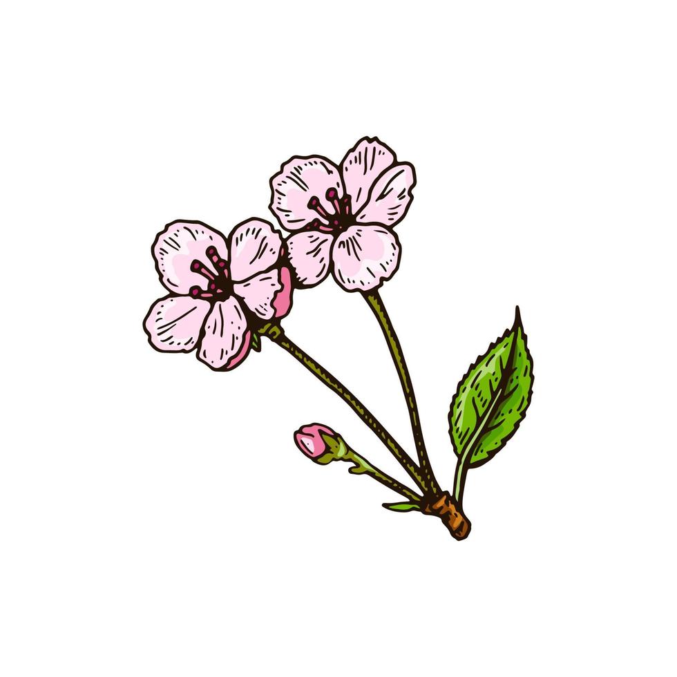 flores de cerezo dibujadas a mano aisladas en blanco. ilustración vectorial en estilo de boceto coloreado vector