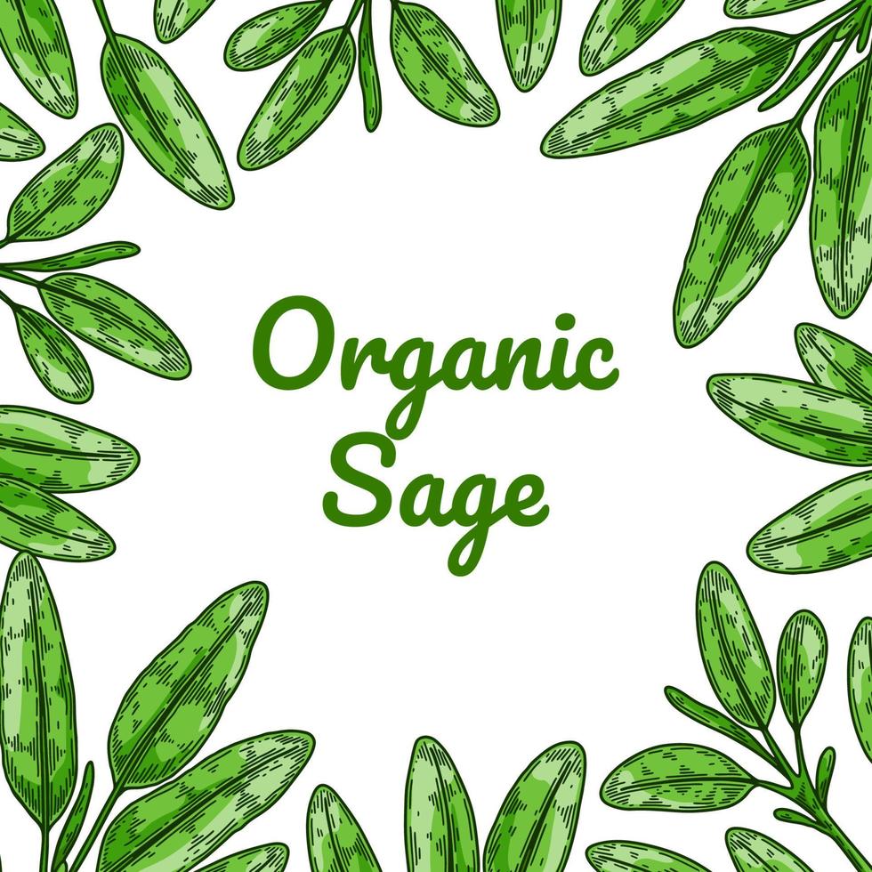 Colorful sage design with green leaves. Vector illustration in colored sketch style