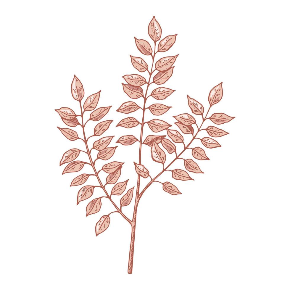 Hand drawn branch with leaves isolated on white. Vector illustration in sketch style.