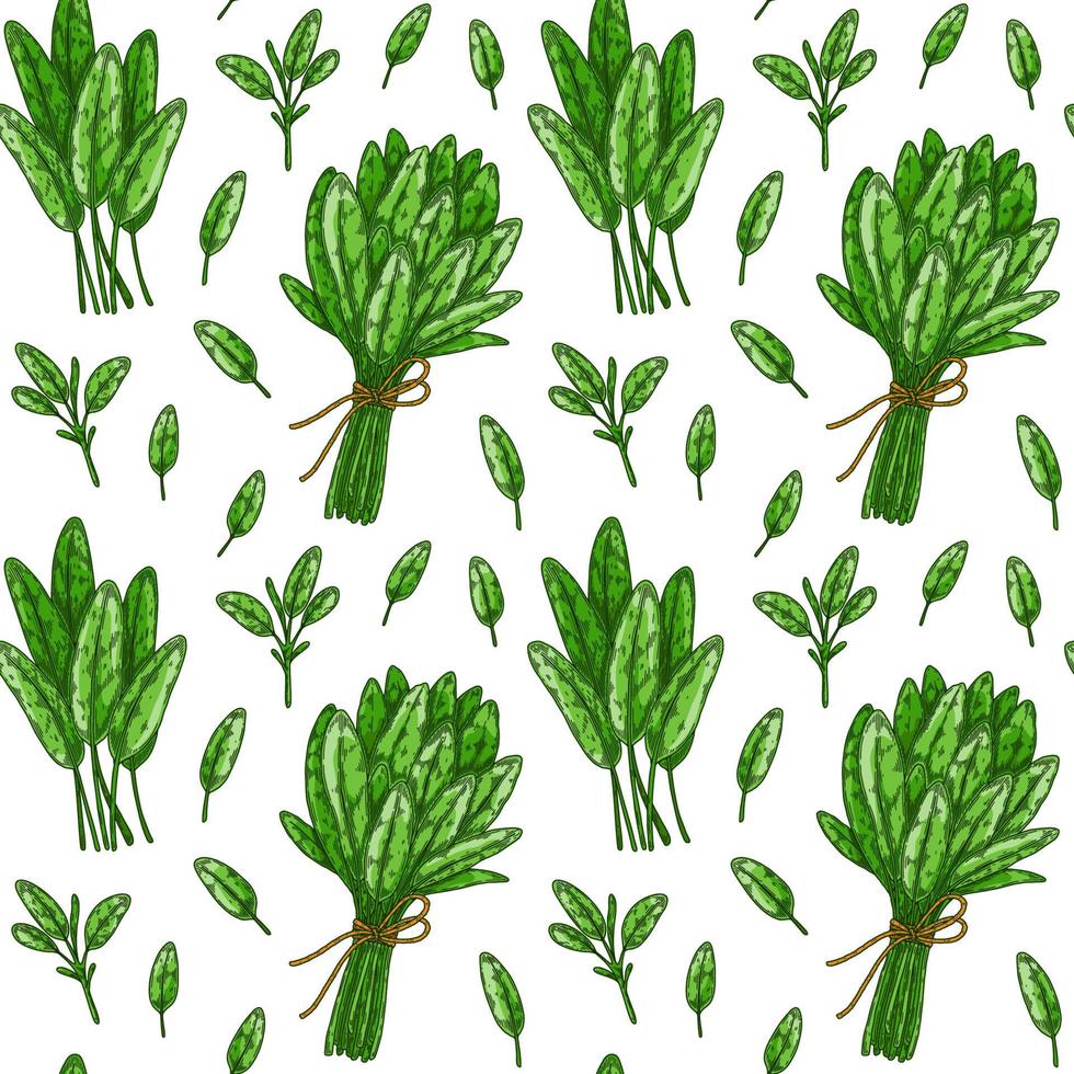 Seamless pattern with sage leaves and bunches. Hand drawn greens and leaf vegetables. Vector illustration in colored sketch style