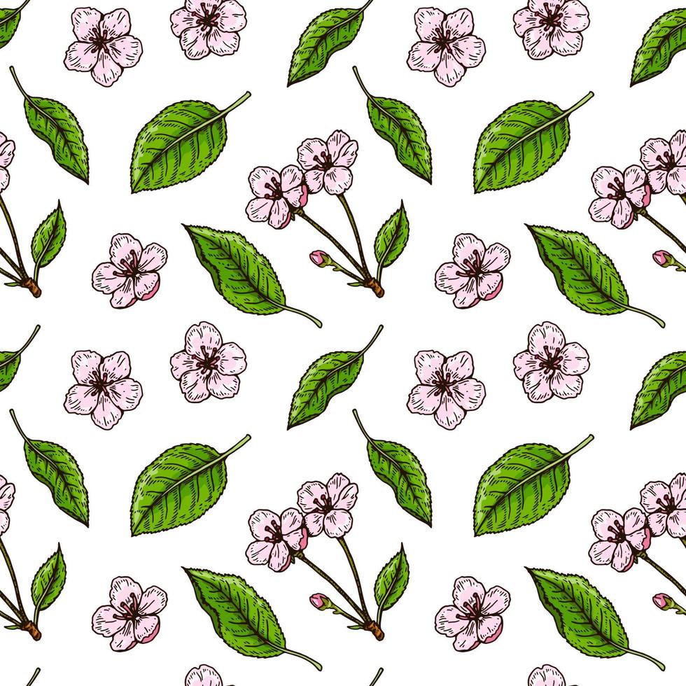 Hand drawn cherry blossom seamless pattern. Vector illustration in colored sketch style