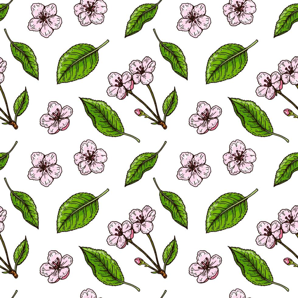 Hand drawn cherry blossom seamless pattern. Vector illustration in colored sketch style