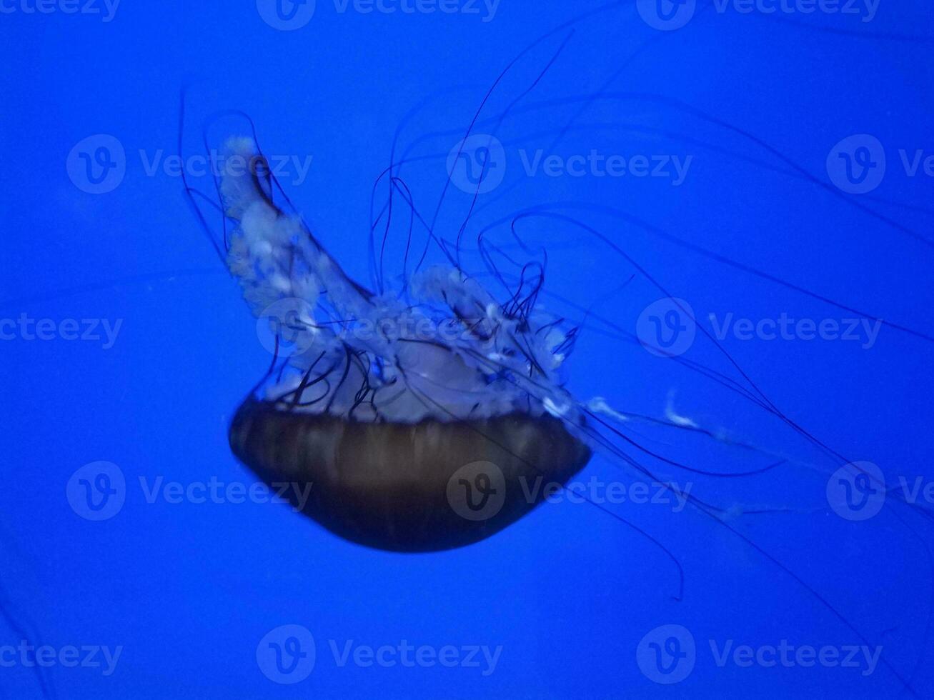 jellyfish floating or swimming in aquarium with tentacles photo