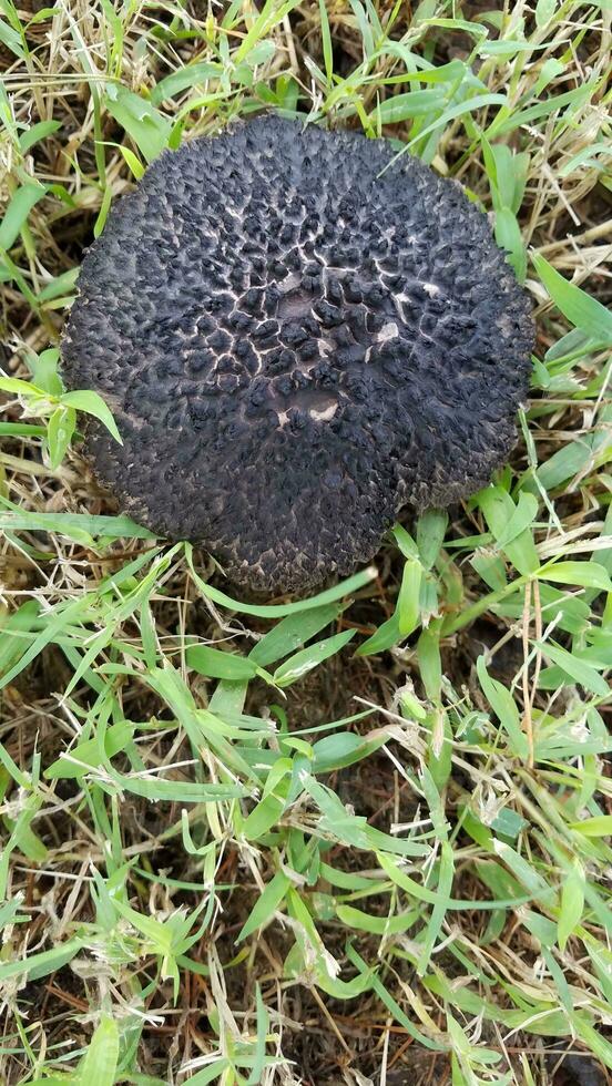 black mushroom or fungus in green grass photo