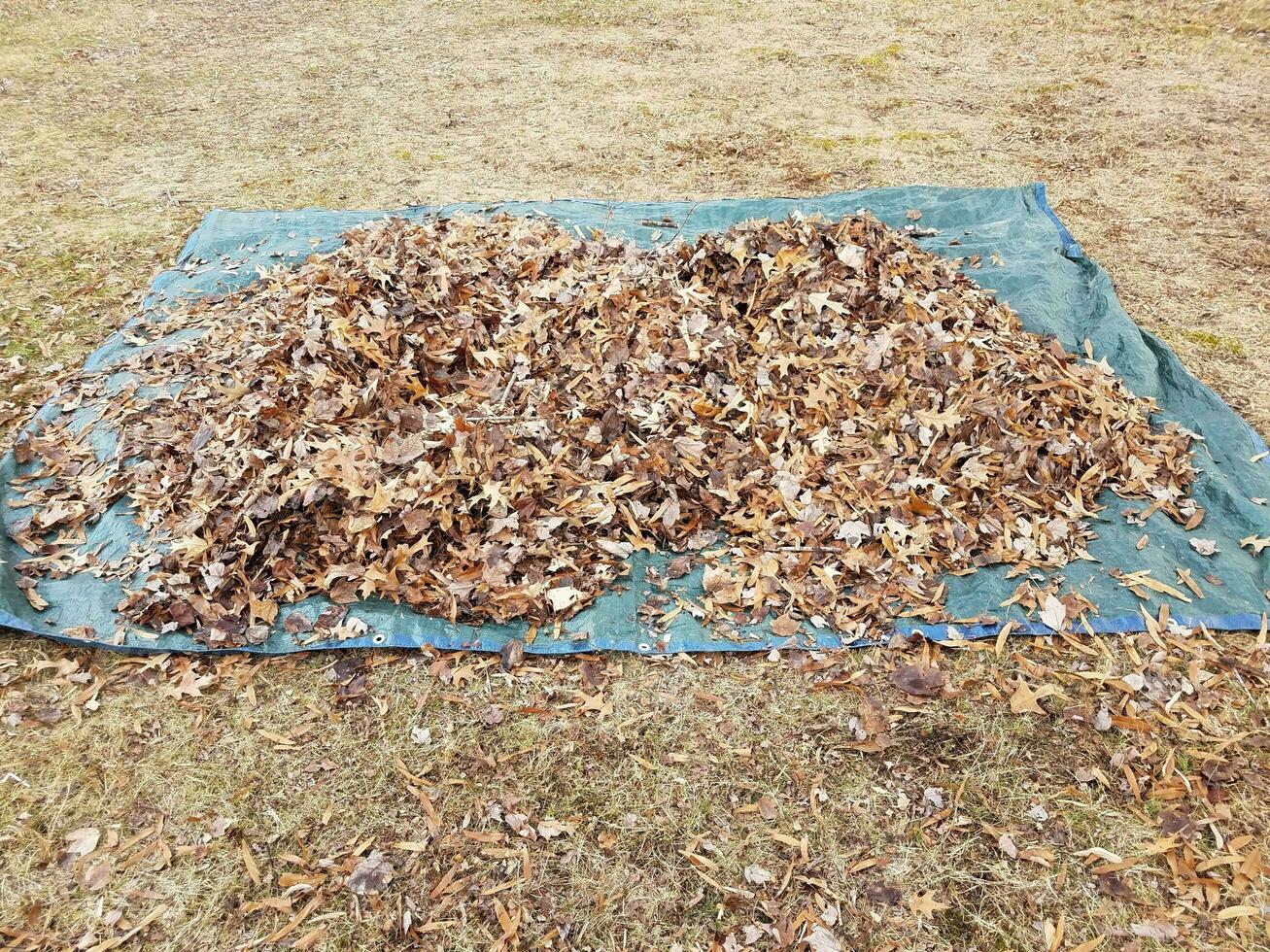 blue tarp and fallen brown leaves in autumn or winter photo