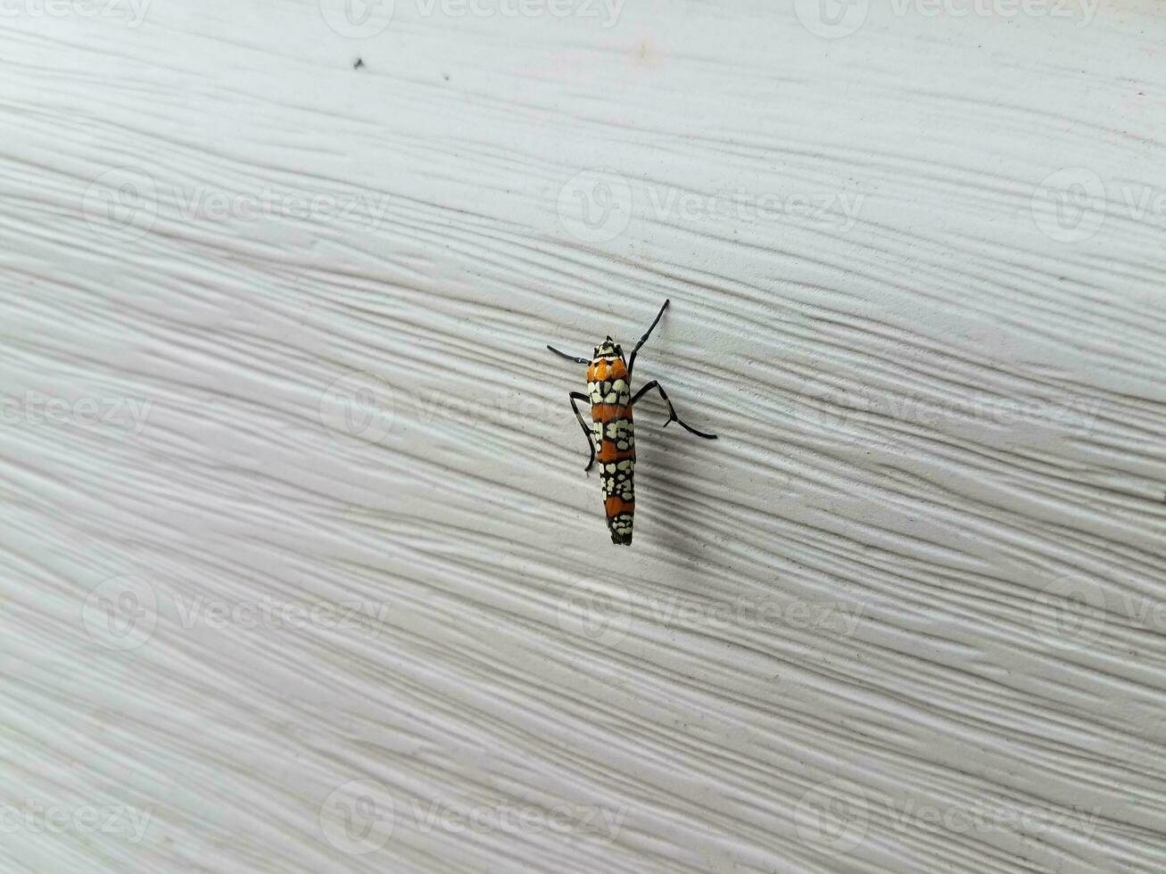 red and white insect on white house siding photo