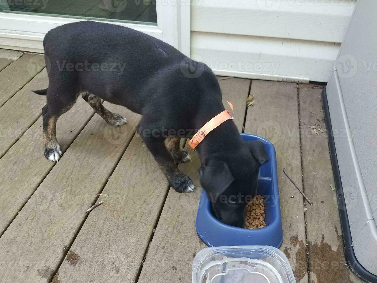 Cachorro negro comiendo comida foto