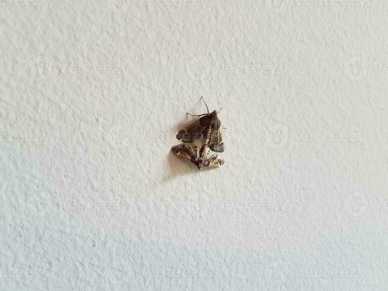 insectos polilla marrón con alas que se aparean en la pared blanca foto