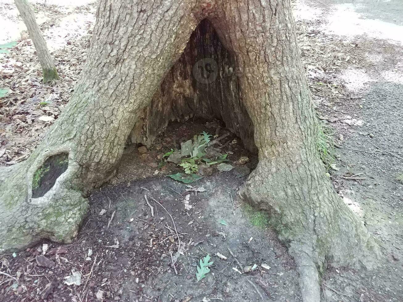 hollow of tree with bark and leaves and dirt in forest photo