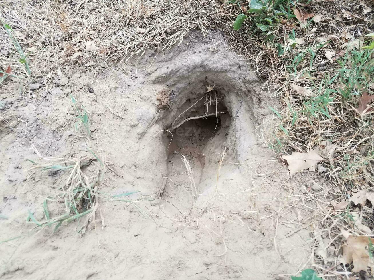 agujero por cavar en la tierra con hierba o césped foto