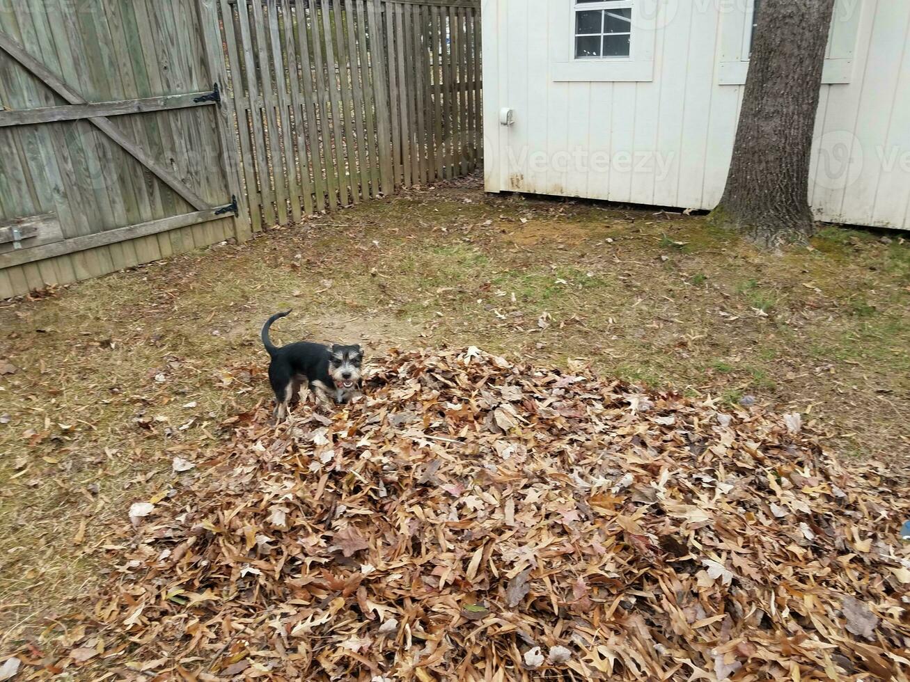 black dog playing in fallen brown leaves photo