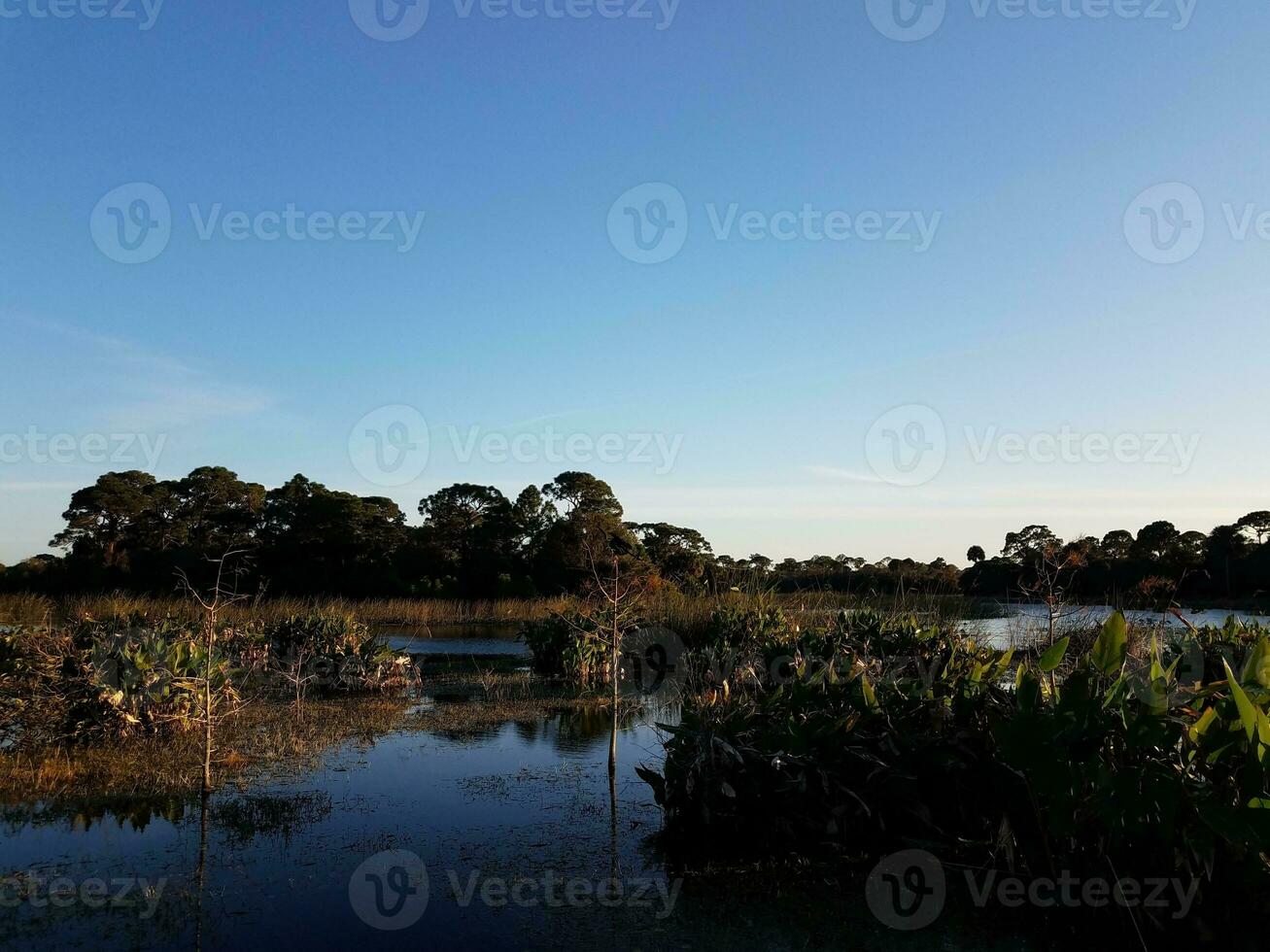 bird in tree with lake or pond water and grasses in Florida photo