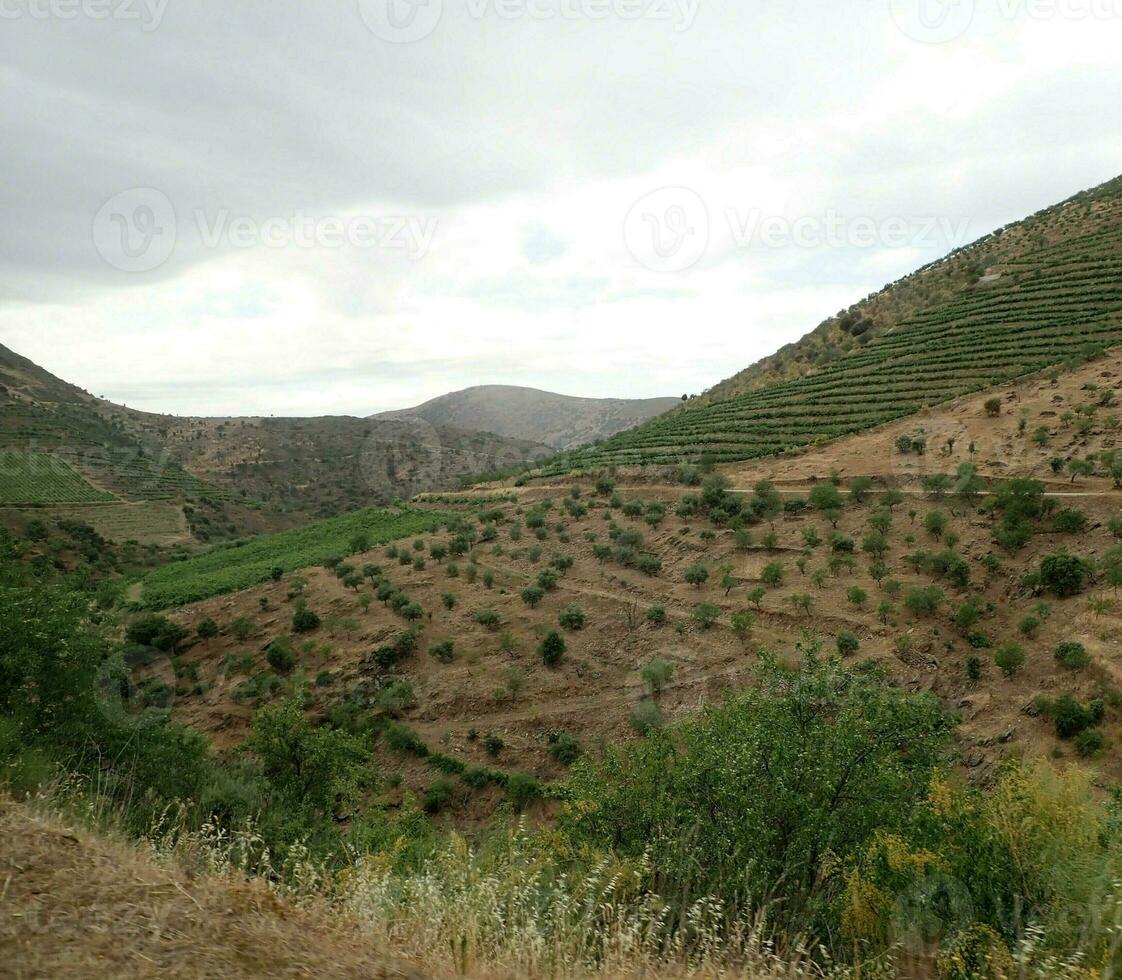 hills with plants and grasses and trees photo