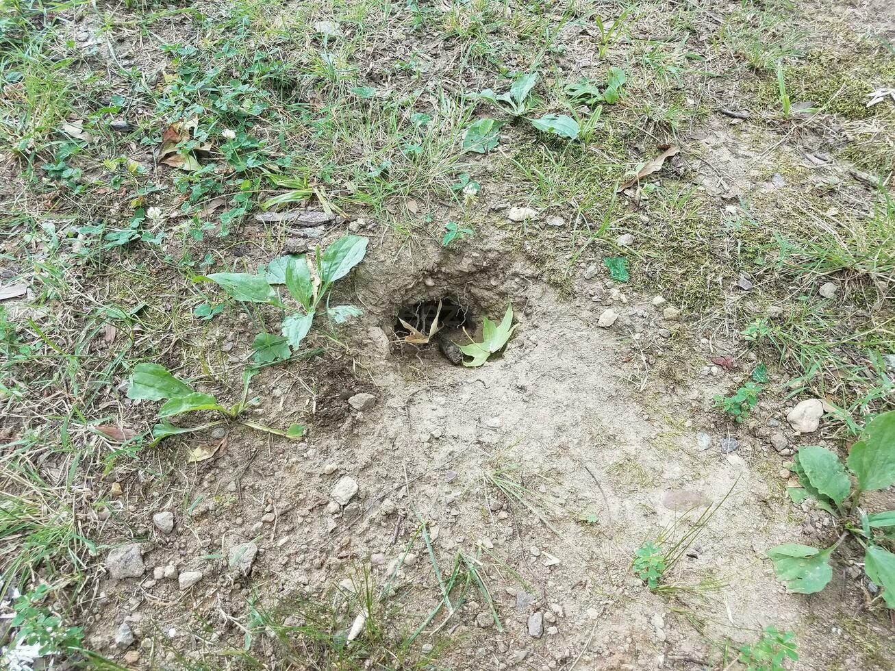 small animal hole photo