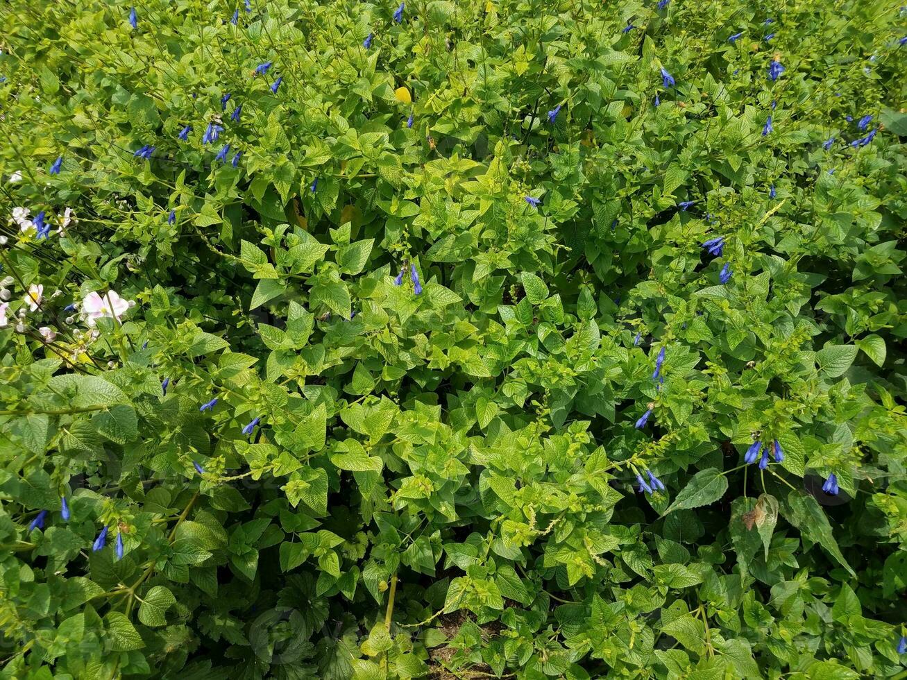 plant with blue flowers photo