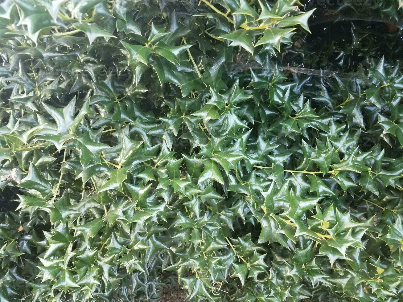 sharp and spiky holly bush photo