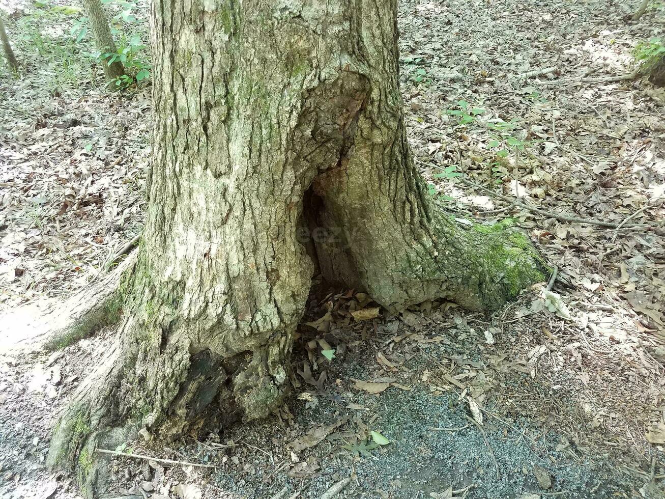 hollow of tree with bark and leaves and dirt in forest photo