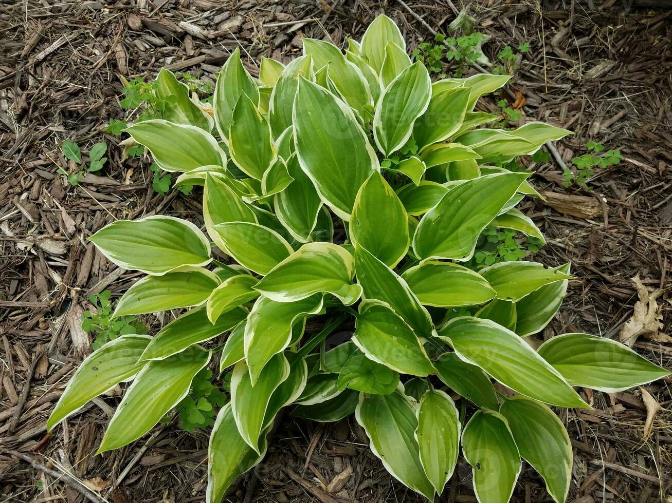 green hosta plant in mulch with clover weeds photo