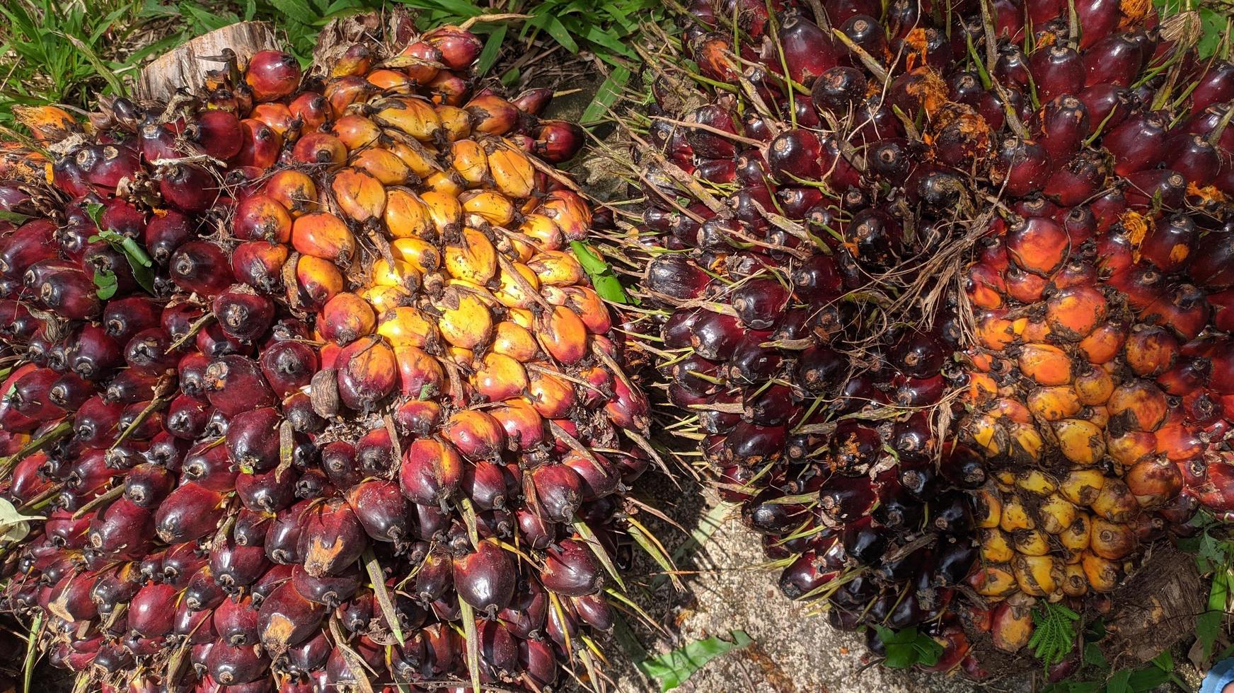 Oil palm fruit in an oil palm plantation. photo