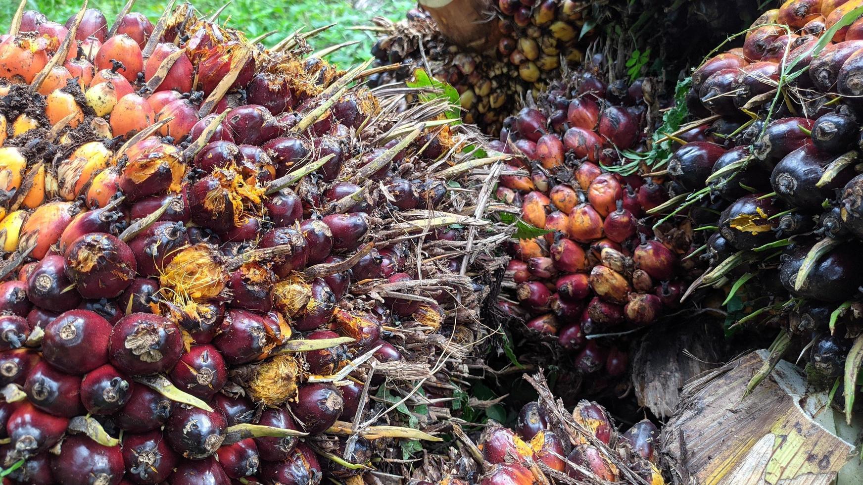 Selective focus of fresh Oil palm fruit photo