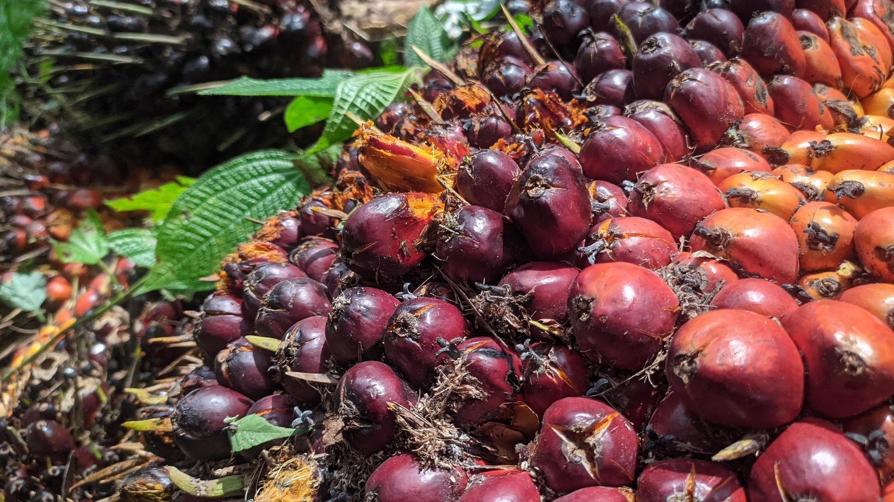Selective focus of fresh Oil palm fruit photo