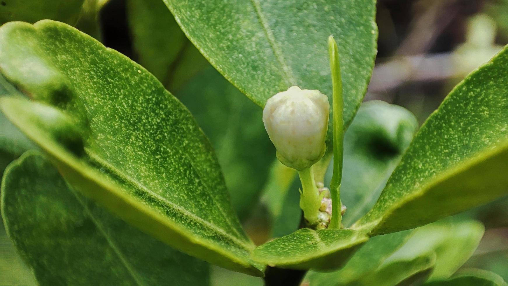 Fresh and beautiful lime blossoms on the tree. selective focus and close-up photos. photo