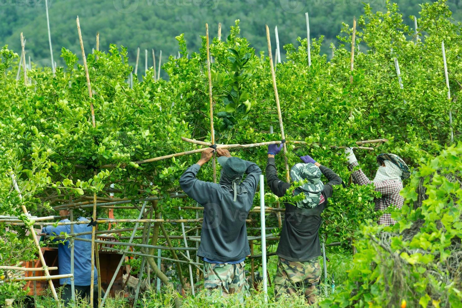 bamboo scaffold in lemon farm. photo