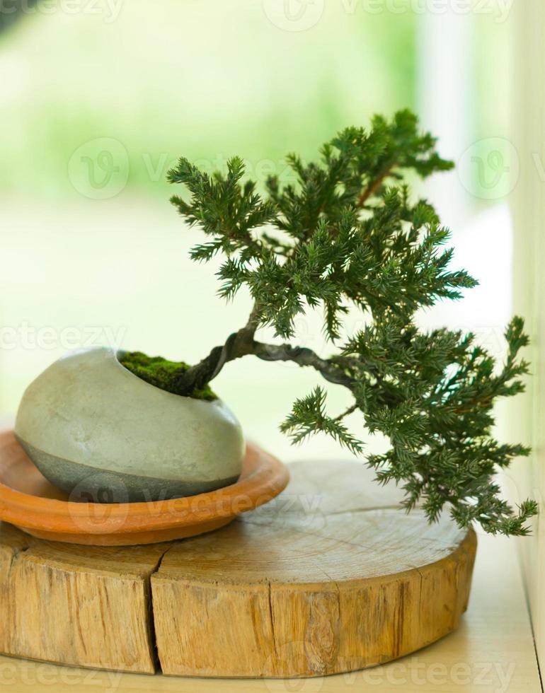 pine bonsai tree in pot. photo