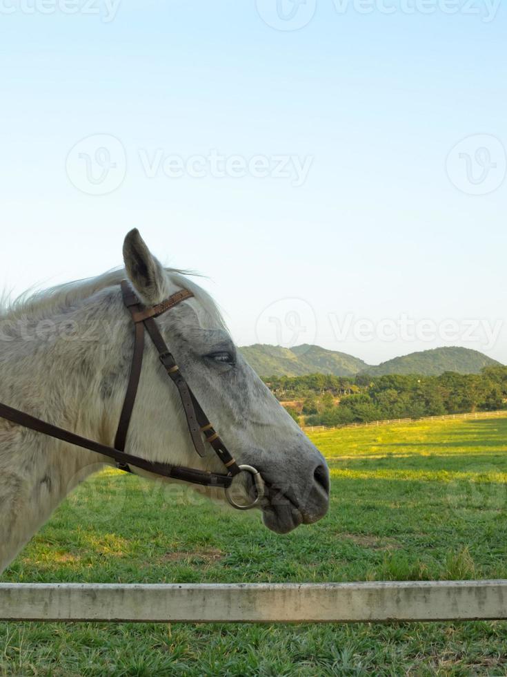 Horse head on pasture background. photo