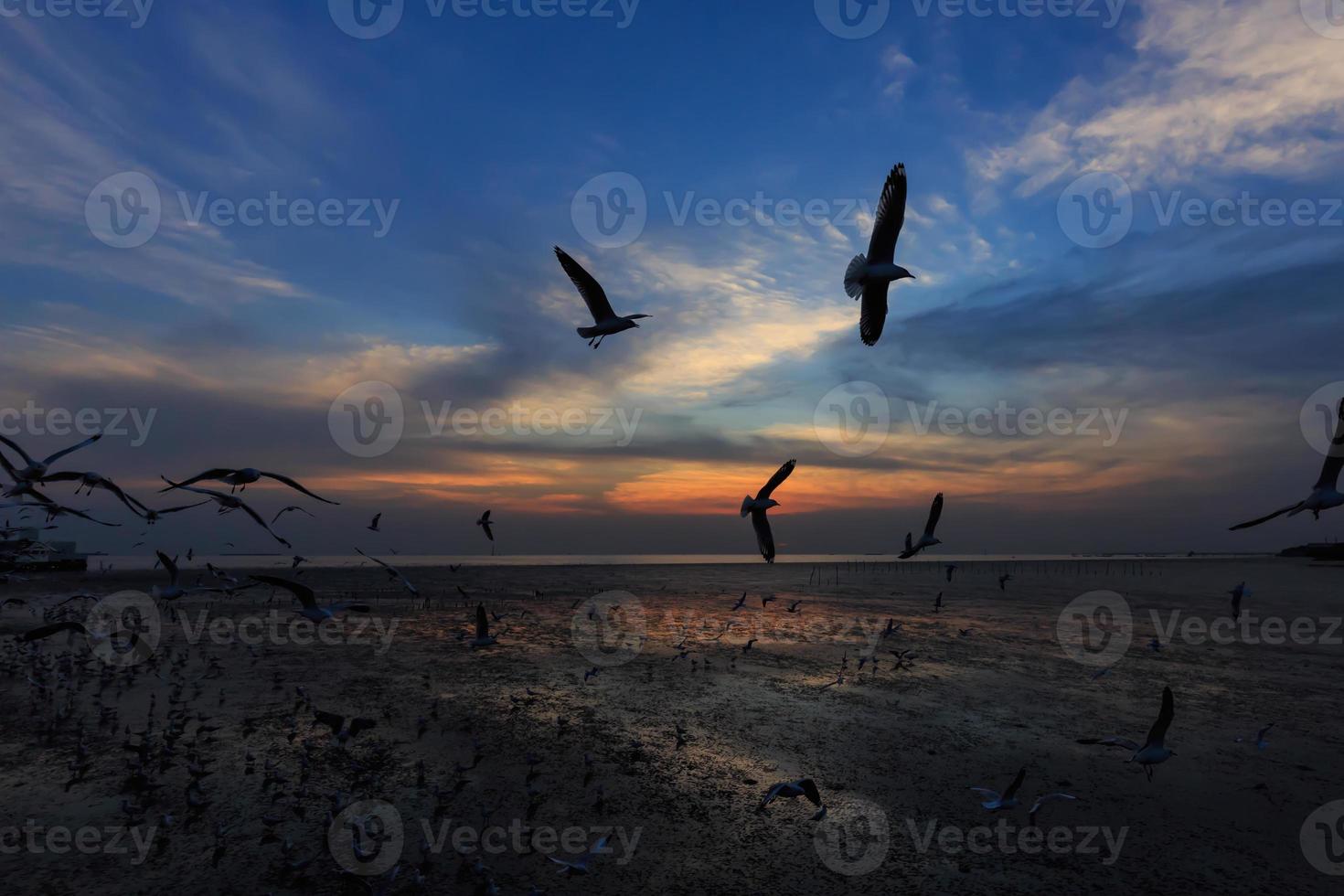 Flying seagulls in sunset photo
