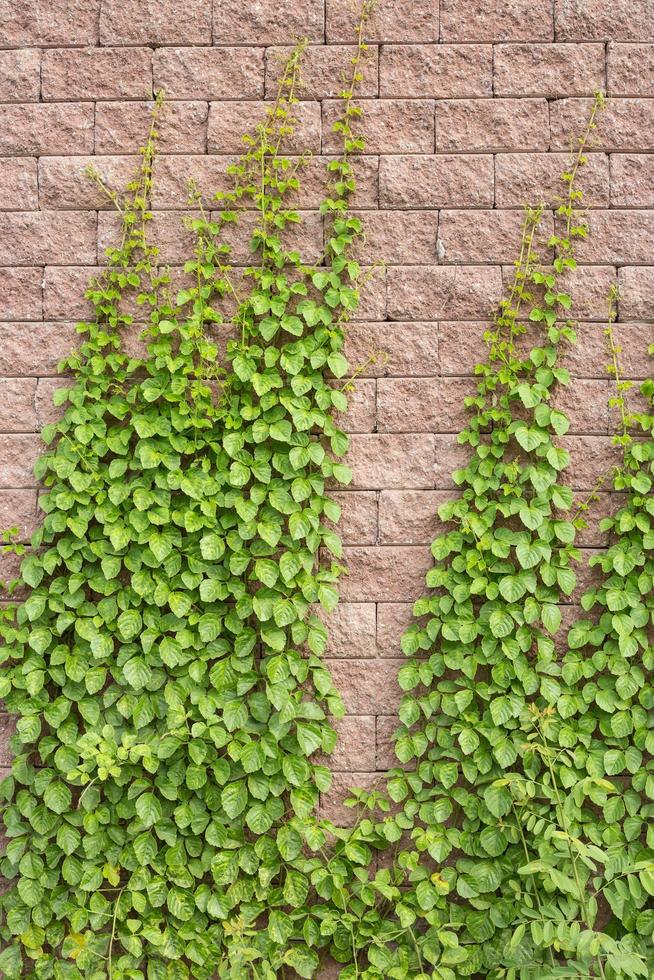 Vines grow on the wall photo