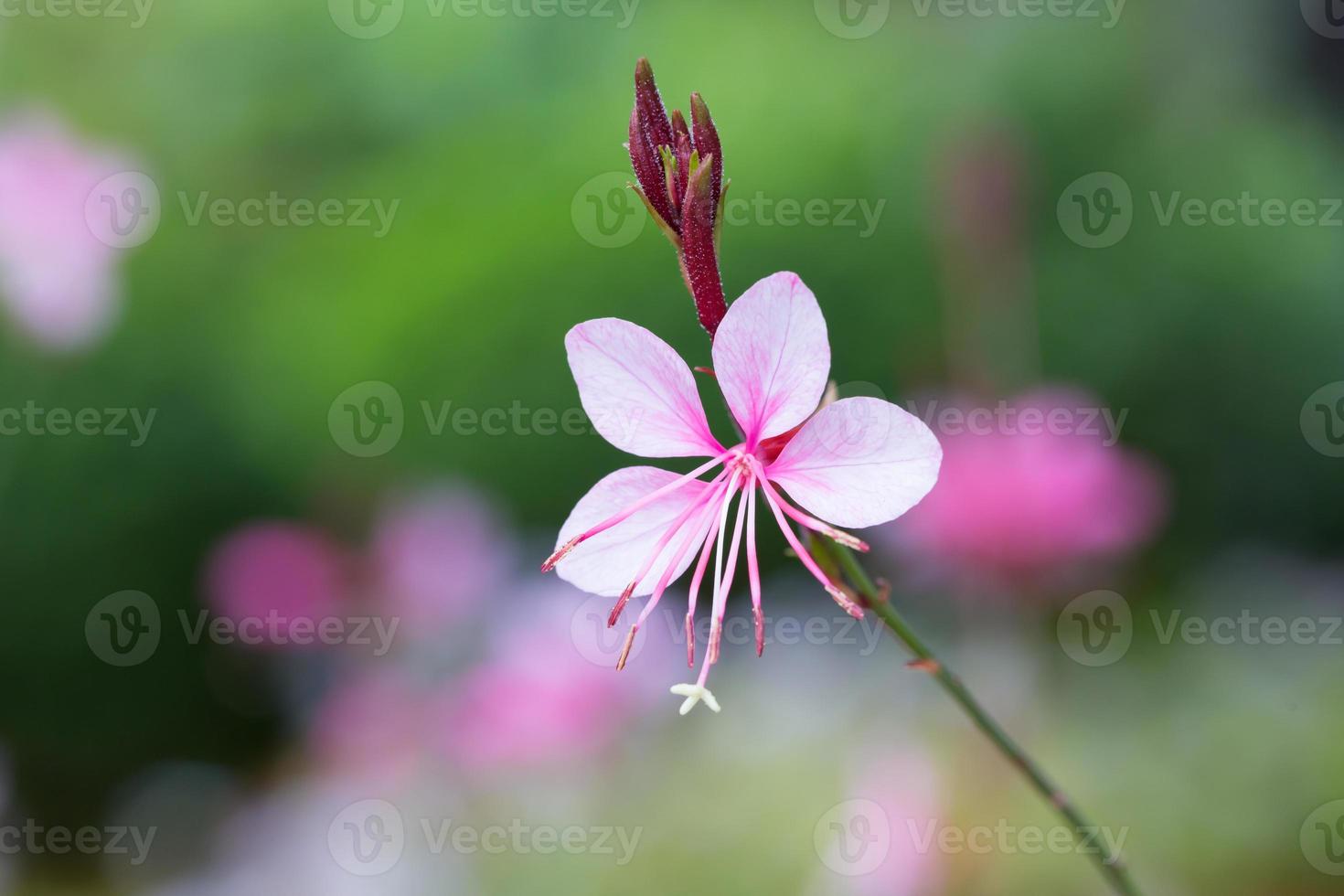 gaura lindheimeri o 'flor de mariposas giratorias foto