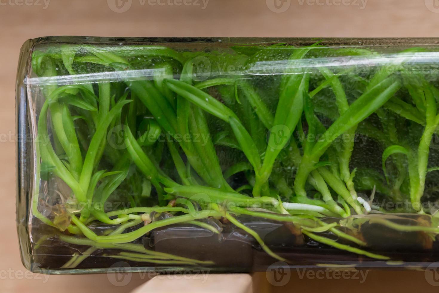 Orchid tissue culture photo