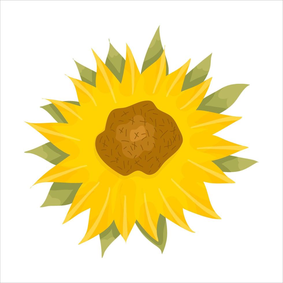 girasoles y hojas sobre un fondo blanco. flores amarillas redondas de  verano en estilo de dibujos animados con hoja. ilustración vectorial  botánica. 8203825 Vector en Vecteezy