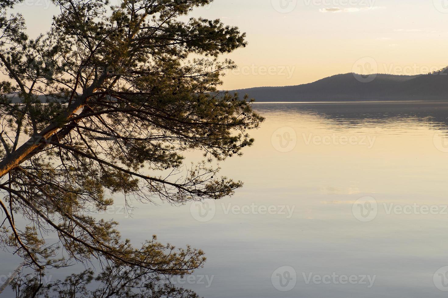 beautiful spruce branches with reflection on the water photo