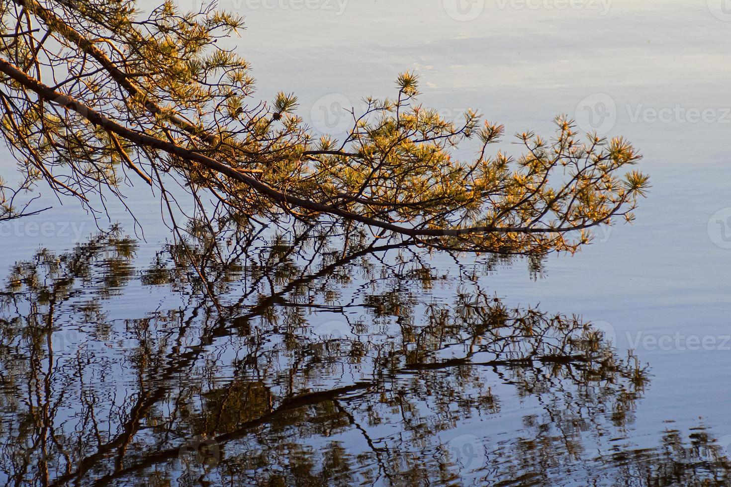beautiful spruce branches with reflection on the water photo