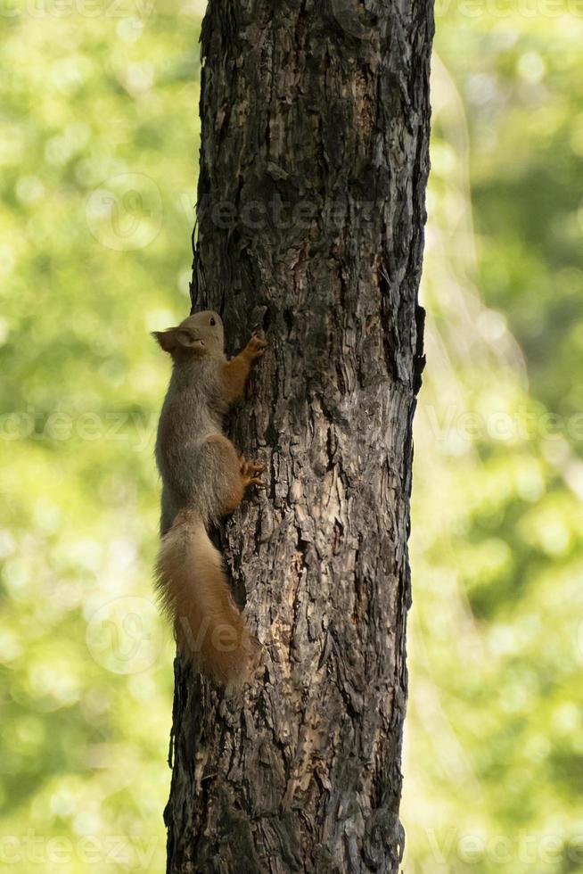 a squirrel sits on a tree in summer photo