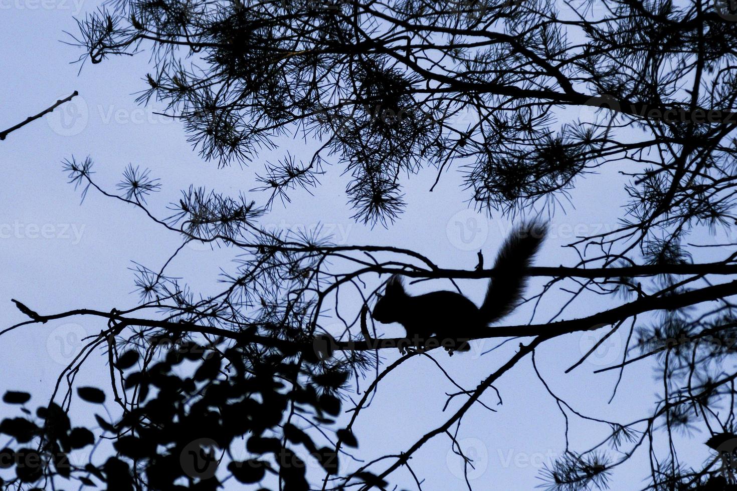 twilight, a squirrel on a tree will jump photo
